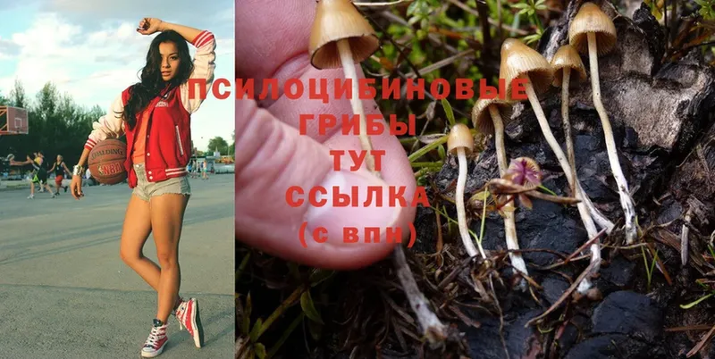 Галлюциногенные грибы Psilocybine cubensis  Шелехов 